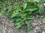 Centaurea phrygia