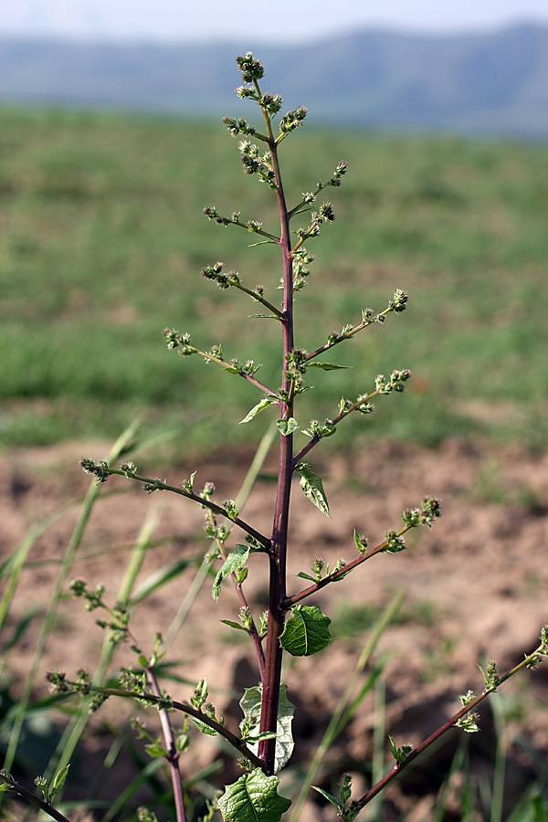 Image of Cousinia umbrosa specimen.