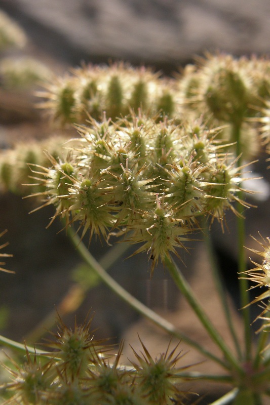 Изображение особи Astrodaucus littoralis.