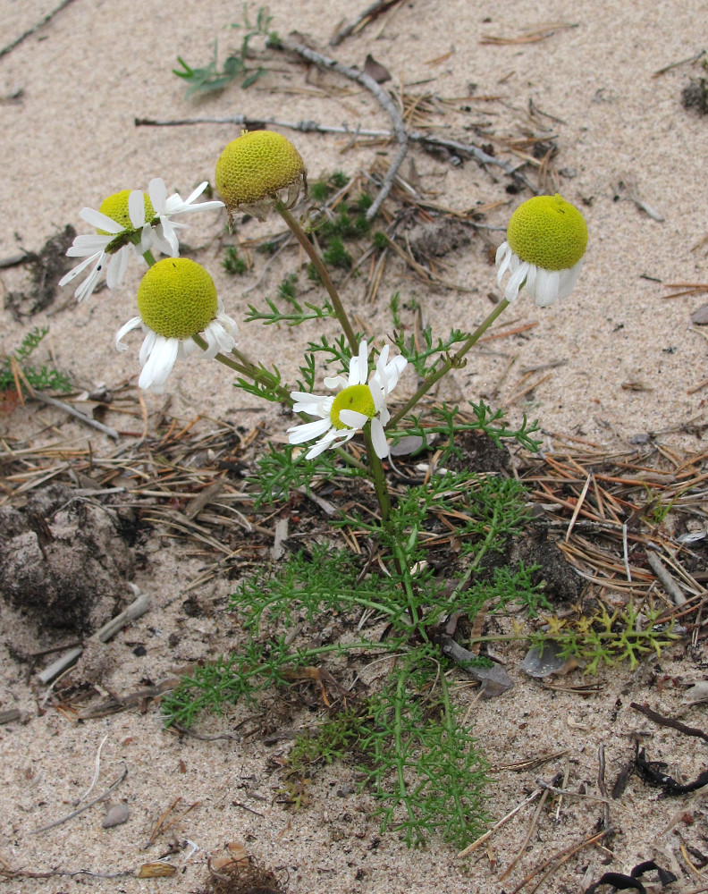 Image of Tripleurospermum inodorum specimen.