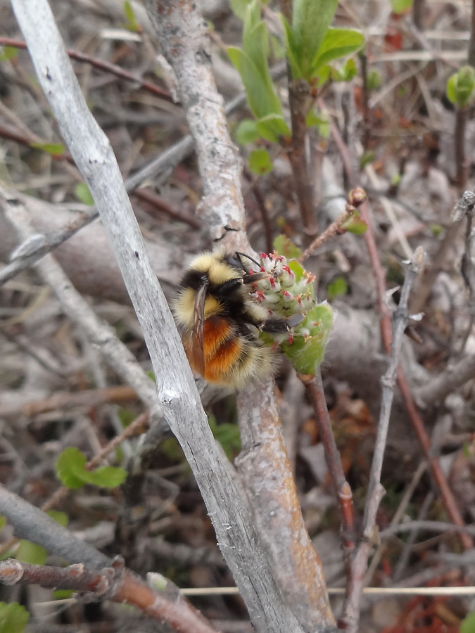 Image of genus Salix specimen.