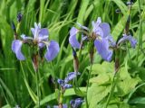 Iris setosa