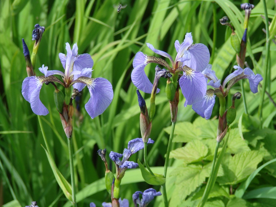 Изображение особи Iris setosa.