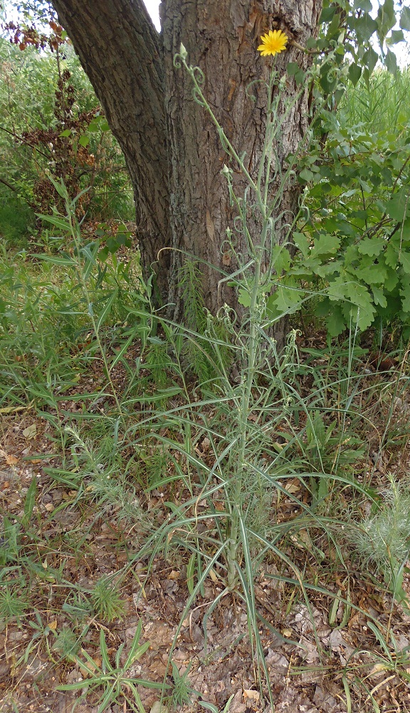 Изображение особи Tragopogon podolicus.