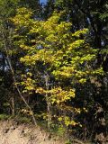 Sorbus torminalis. Взрослое дерево с частично пожелтевшими листьями. Краснодарский край, Крымский р-н, окр. станицы Нижнебаканская, обочина горно-лесной дороги. 22.09.2013.