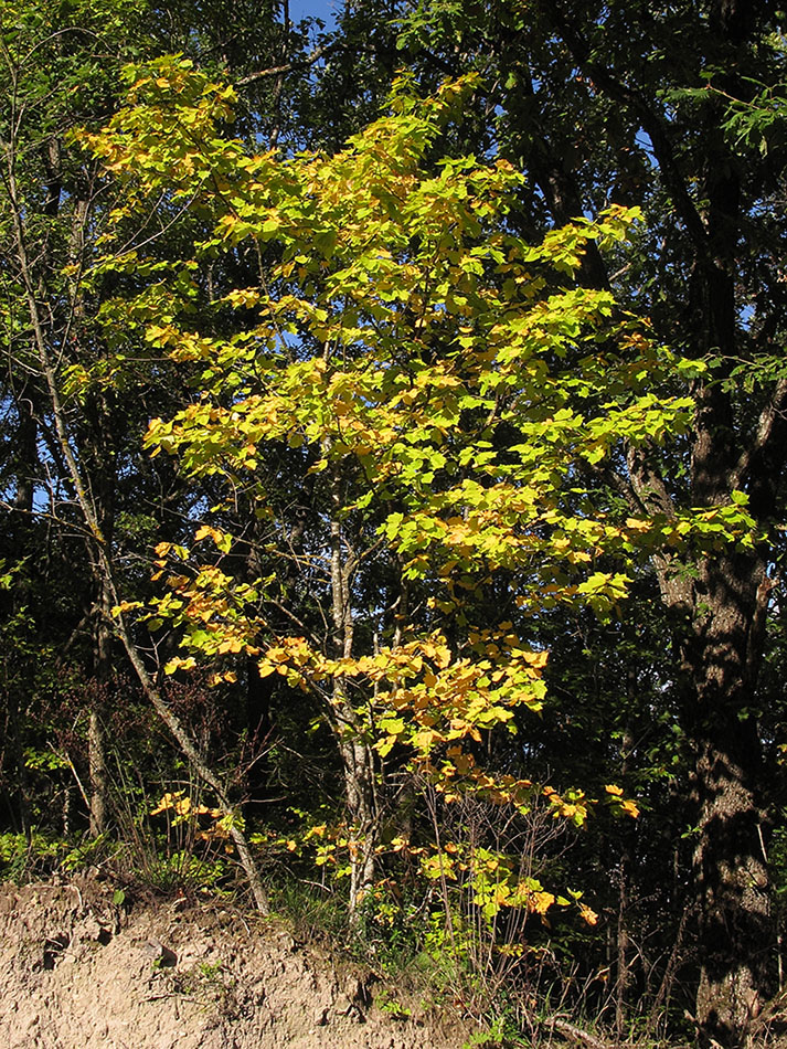 Image of Sorbus torminalis specimen.