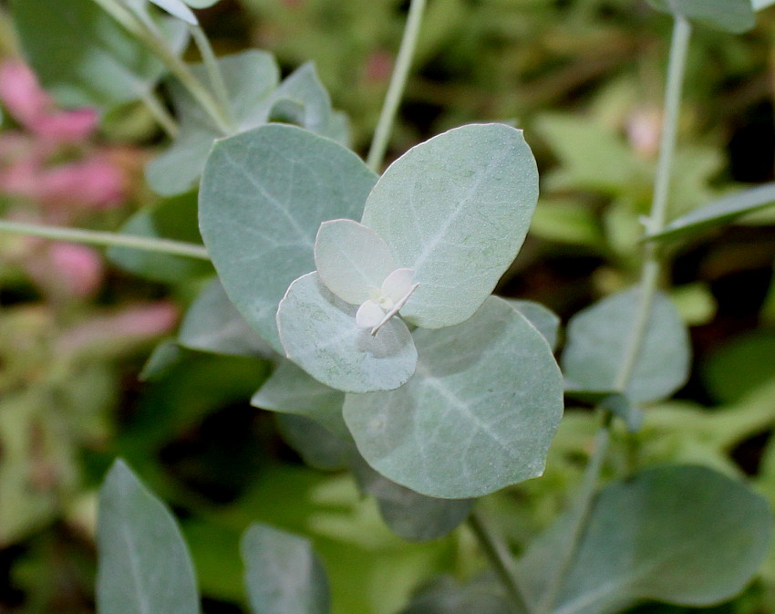 Image of Eucalyptus gunnii specimen.