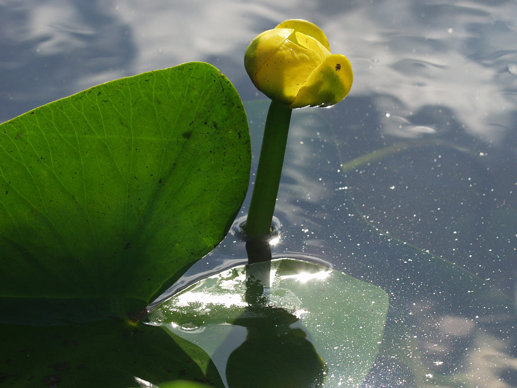 Image of Nuphar lutea specimen.