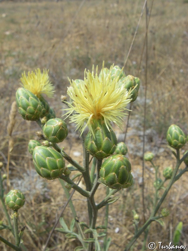 Image of Centaurea salonitana specimen.