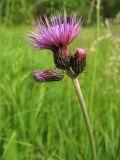 Cirsium rivulare. Верхушка цветоносного стебля со скученными корзинками. Украина, Львов, сырой луг на восточной окраине города. 30 мая 2009 г.