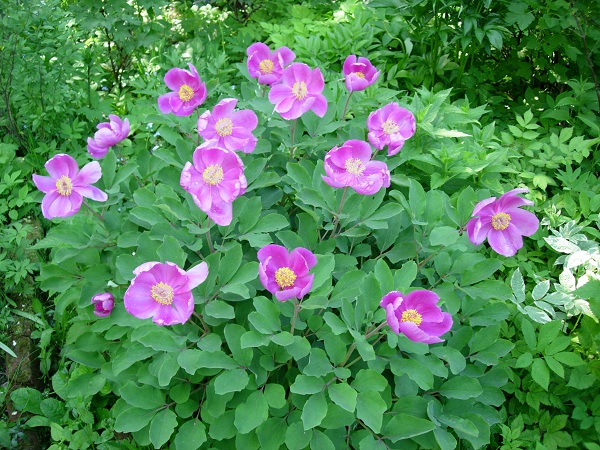 Изображение особи Paeonia daurica.