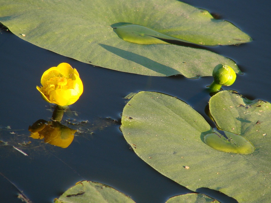 Image of Nuphar lutea specimen.