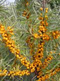 Hippophae rhamnoides