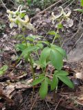 Corydalis marschalliana. Цветущее растение. Краснодарский край, Крымский р-н, окр. станицы Нижнебаканская, влажная поляна в дубово-грабовом лесу. 30.03.2014.