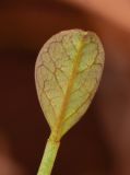 Moringa peregrina