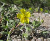 genus Helianthemum