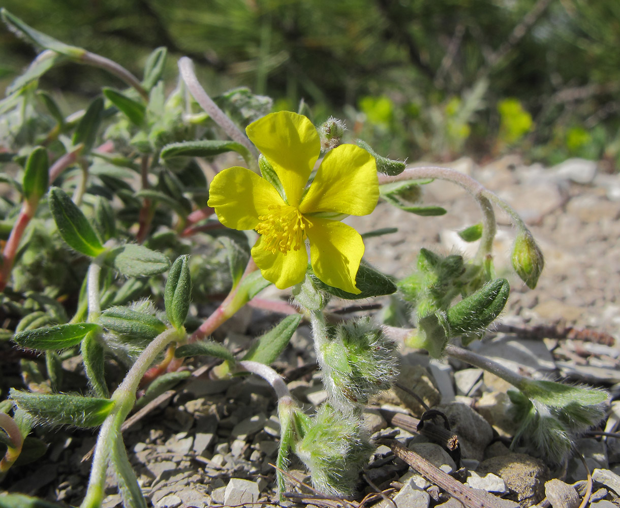 Image of genus Helianthemum specimen.