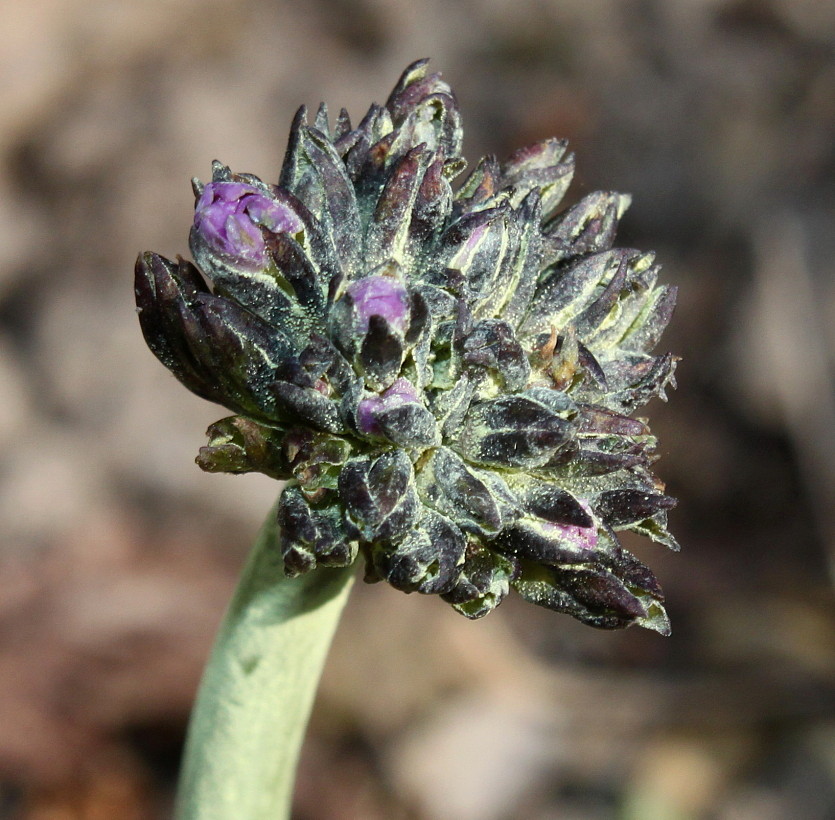 Image of Primula denticulata specimen.