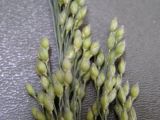 Panicum подвид ruderale