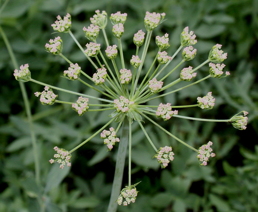 Image of Laserpitium siler specimen.