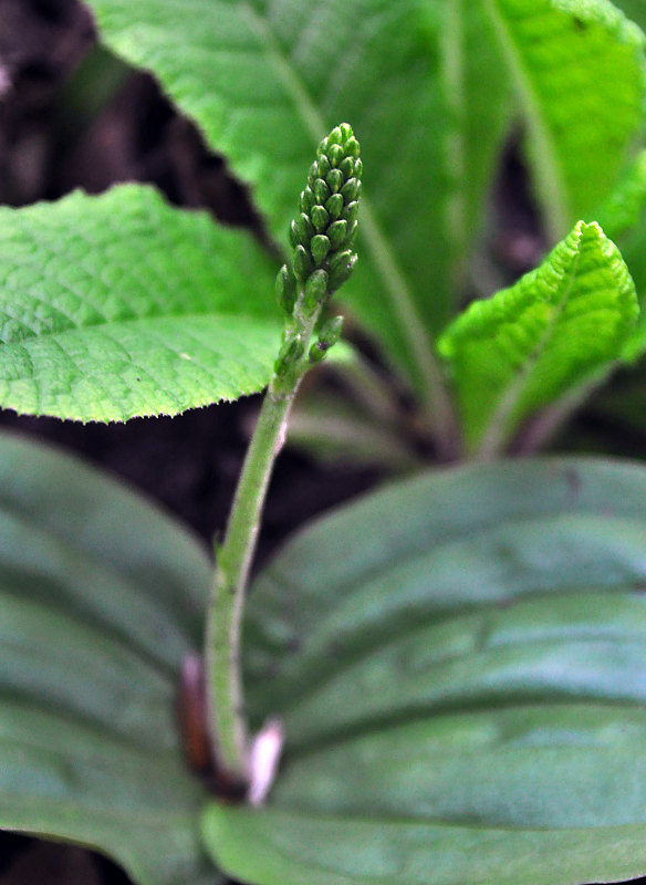 Изображение особи Listera ovata.