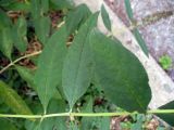 Buddleja davidii