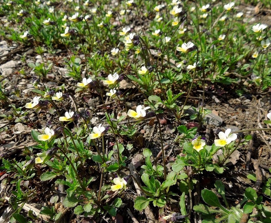 Image of Viola arvensis specimen.