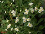 Erigeron annuus