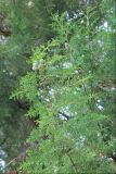 Cupressus lusitanica