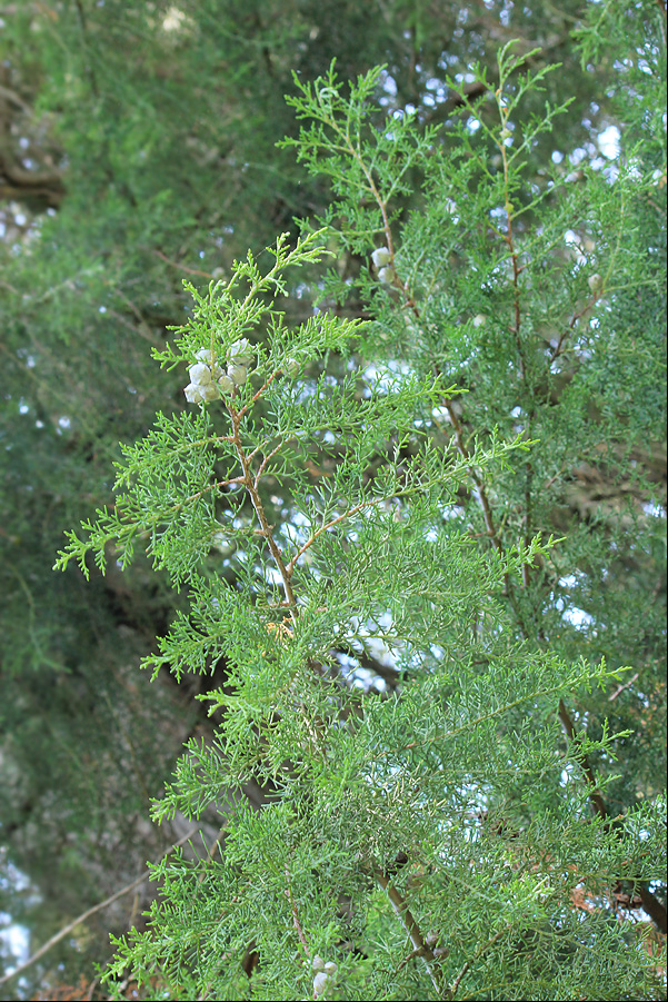 Image of Cupressus lusitanica specimen.