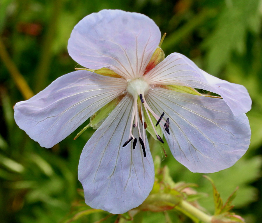 Image of Geranium pratense specimen.