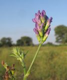 Medicago sativa. Верхушка побега с соцветием. Краснодарский край, окр. г. Крымск, берег р. Адагум. 25.06.2014.
