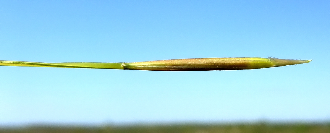 Изображение особи Stipa anomala.