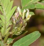Astragalus boeticus