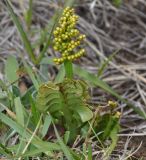 Botrychium lunaria