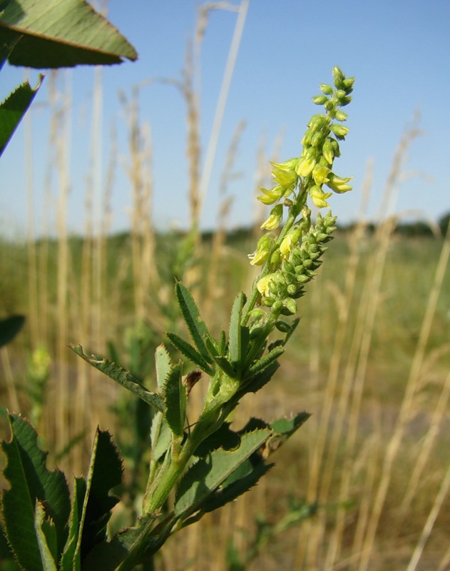 Изображение особи Melilotus dentatus.