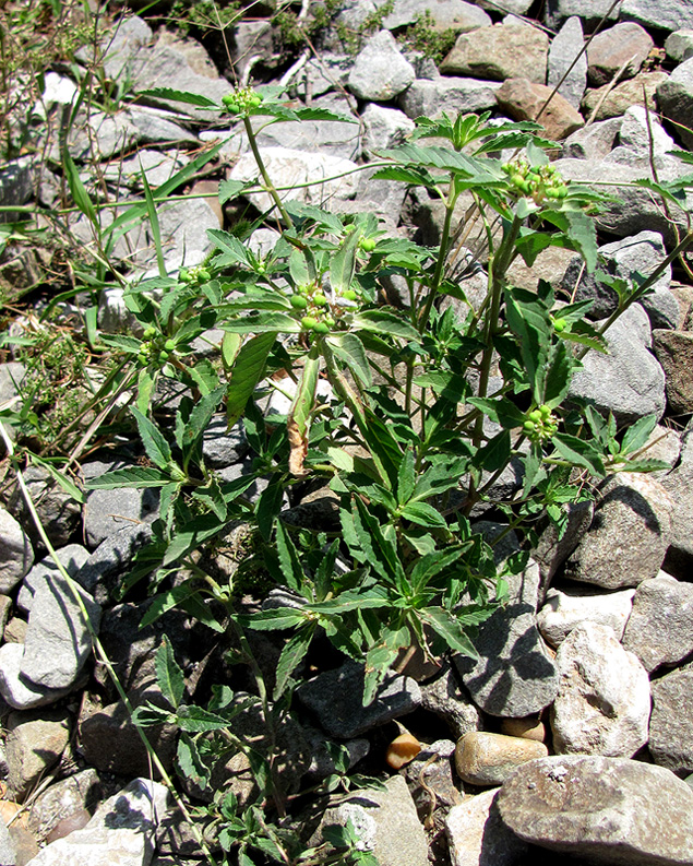 Image of Euphorbia davidii specimen.