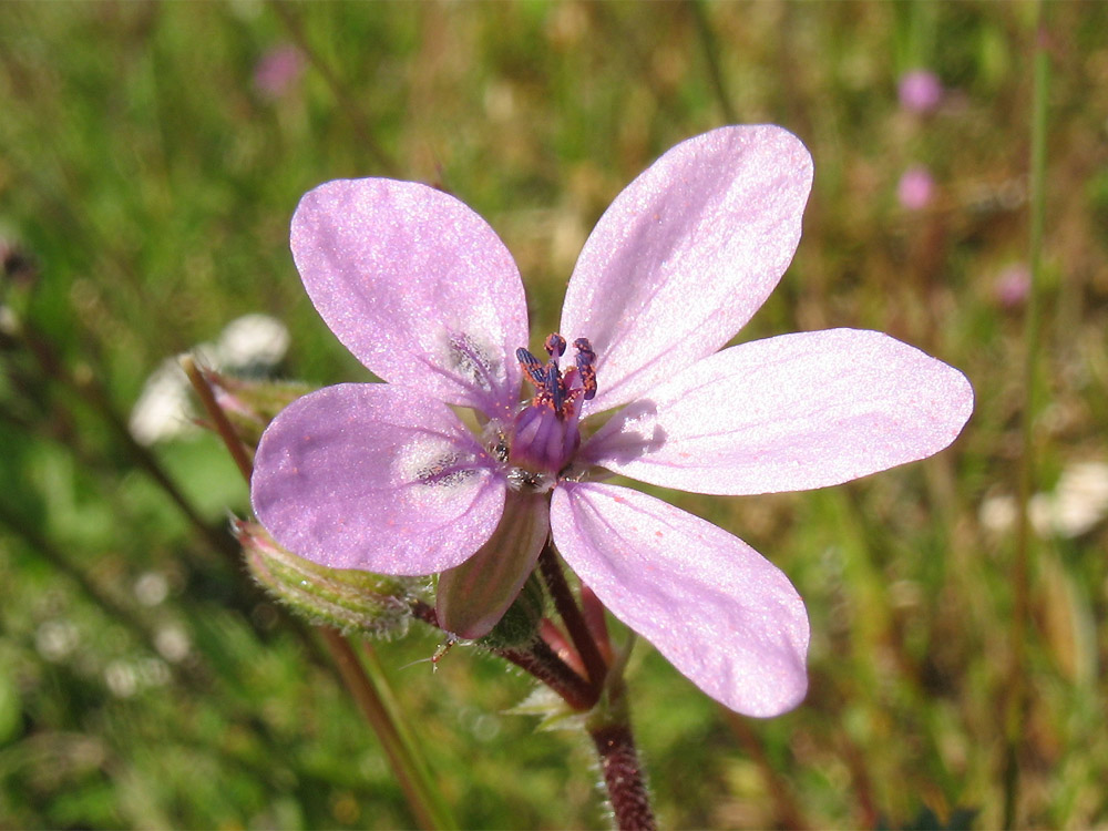 Изображение особи Erodium cicutarium.