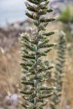 Echium italicum. Средняя часть цветущего растения. Черногория, Которский муниципалитет, окр. г. Котор. 16.07.2014.