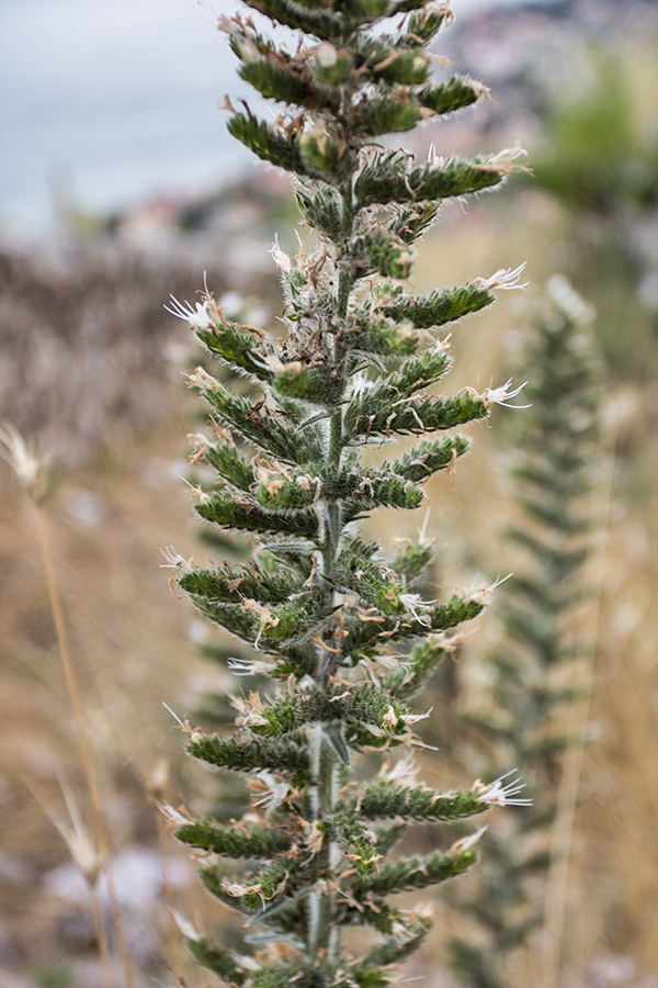 Изображение особи Echium italicum.