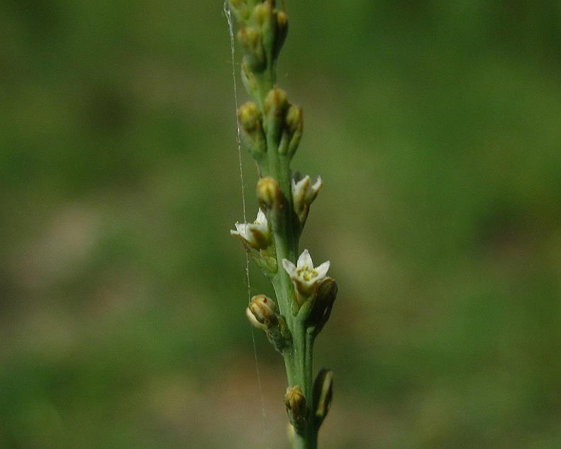 Image of Thesium compressum specimen.