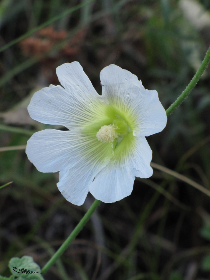 Изображение особи Alcea nudiflora.