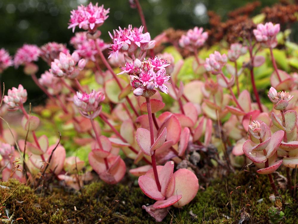 Изображение особи Hylotelephium ewersii.