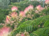 Albizia julibrissin. Побеги с соцветиями. Крым, п-ов Тарханкут, пгт Черноморское. 20.07.2009.