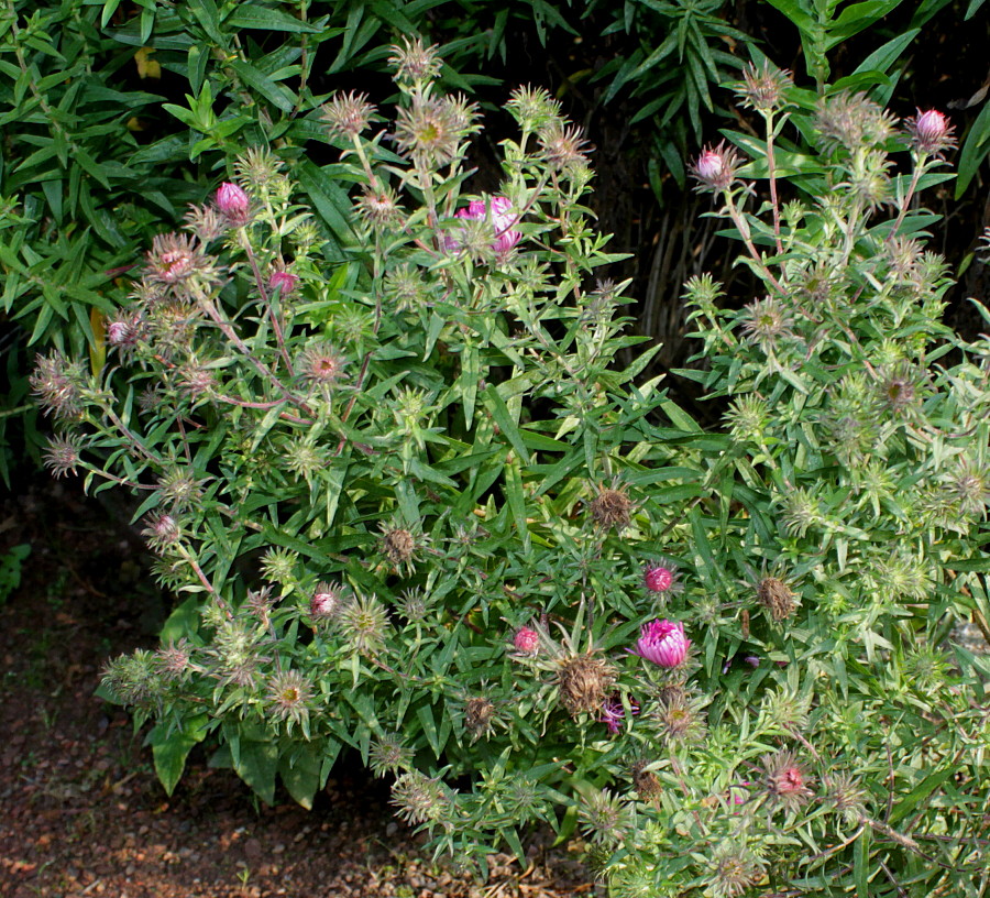 Image of Symphyotrichum novae-angliae specimen.
