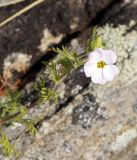 Chamaerhodos grandiflora. Верхушка цветущего растения. Иркутская обл., Ольхонский р-н, западное побережье оз. Байкал, побережье Малого моря, окрестности базы \"Чара\". 26.06.2014.