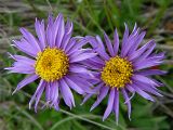 Aster alpinus