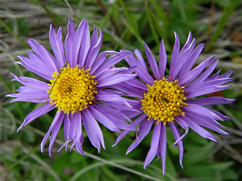 Изображение особи Aster alpinus.