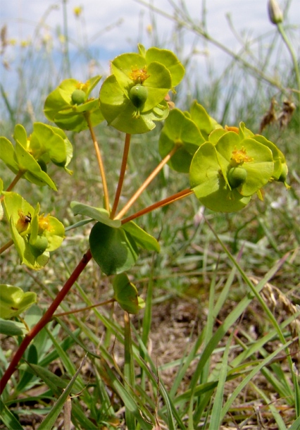 Изображение особи Euphorbia petrophila.