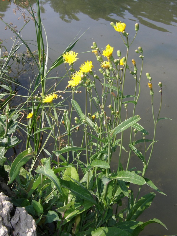 Изображение особи Sonchus arvensis ssp. uliginosus.